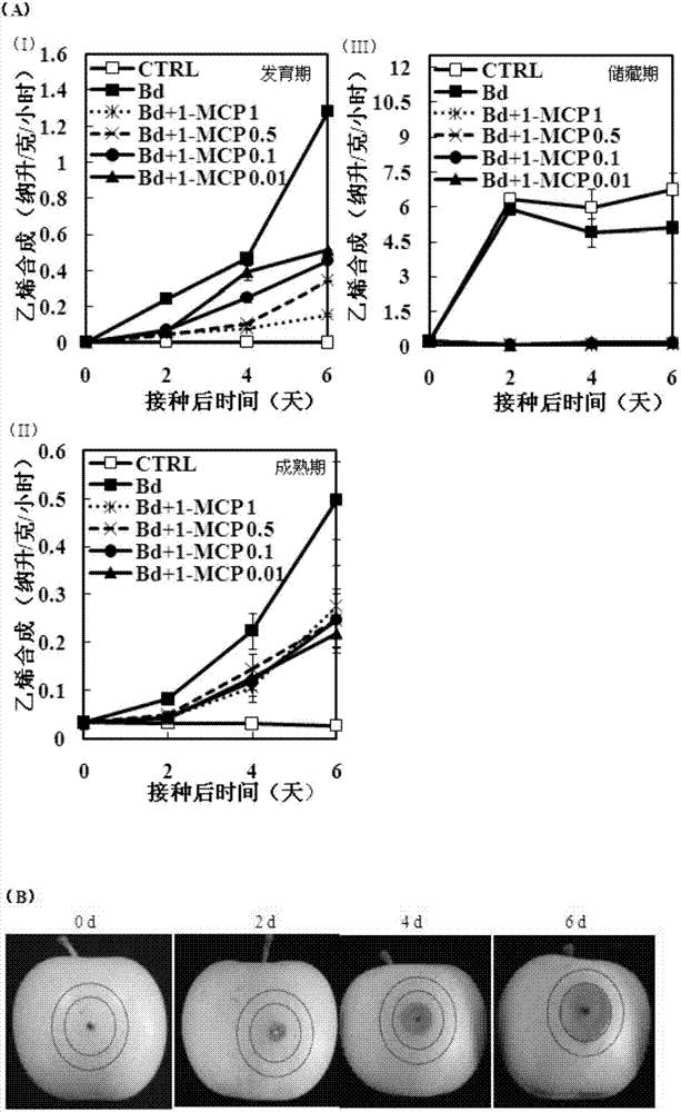 1?甲基環(huán)丙烯在抑制蘋果果實(shí)輪紋病發(fā)病中的應(yīng)用的制作方法與工藝