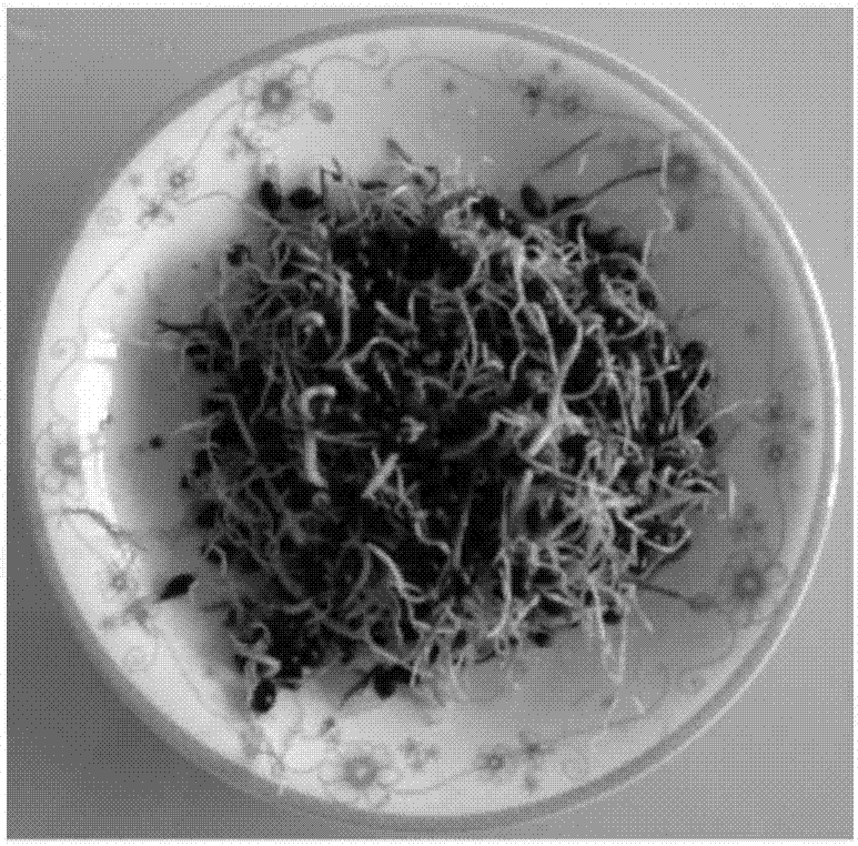 一種提高飼用薏苡種子發(fā)芽速率的方法與流程