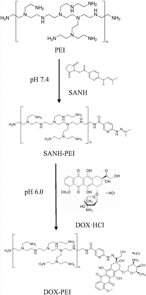 一种基于SANH的共载siRNA和阿霉素的MSR‑1磁小体复合物及其制备方法与流程