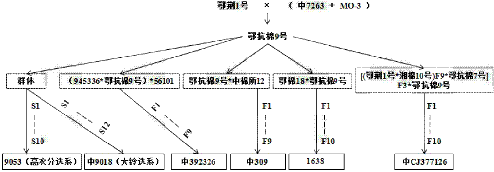 一种选育长江流域棉区强优势杂交棉的方法与流程