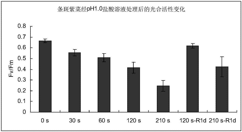 一種清除養(yǎng)殖網(wǎng)簾上雜藻滸苔的方法與流程