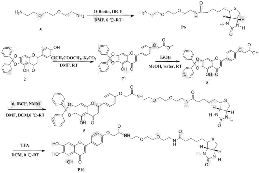 燈盞乙素生物素標記探針的應用及相關PKM2激酶抑制劑的制作方法與工藝