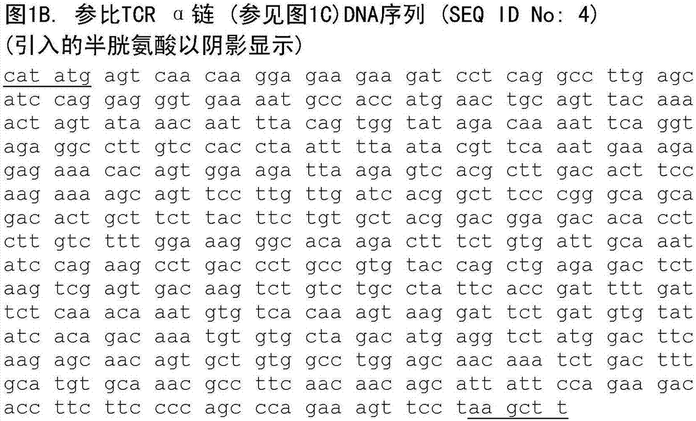 T細(xì)胞受體的制作方法與工藝