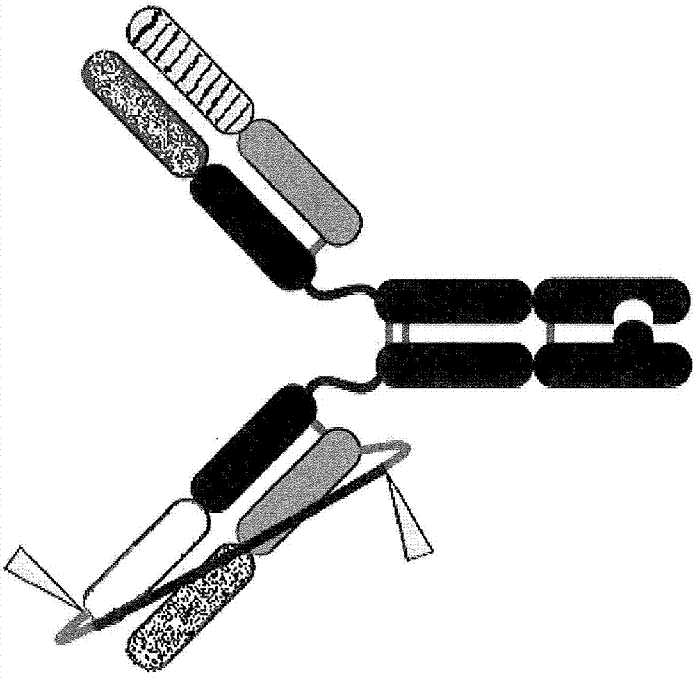 双特异性抗体的改进的组装的制作方法与工艺