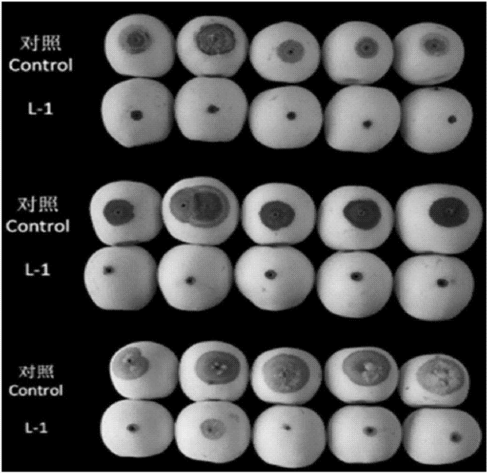 拮抗梨果病害的解淀粉芽孢桿菌L?1及其應(yīng)用的制作方法與工藝