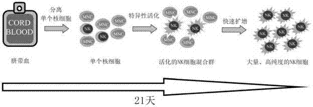 一種臍血NK細(xì)胞的體外擴(kuò)增方法及其試劑盒與應(yīng)用與流程