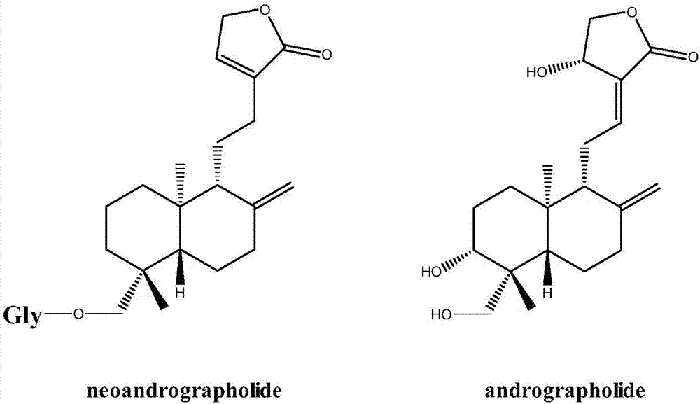 新穿心蓮內(nèi)酯糖基轉(zhuǎn)移酶蛋白及其編碼基因與應(yīng)用的制作方法與工藝