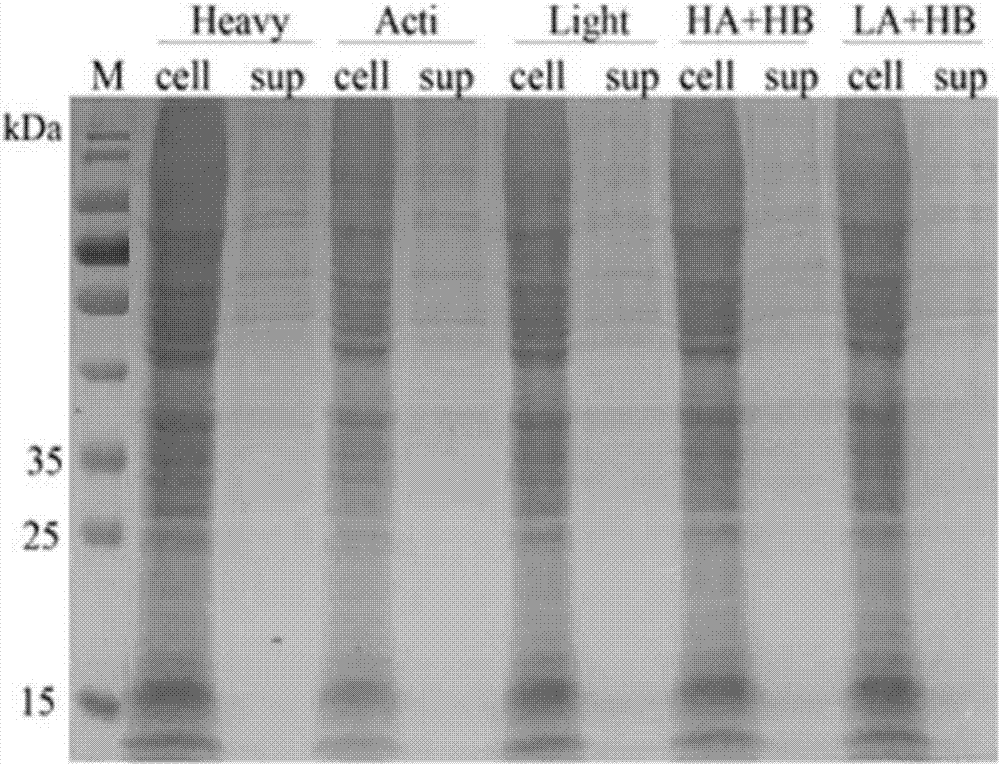 一种尖吻蝮蛇凝血酶重组蛋白的表达方法与流程