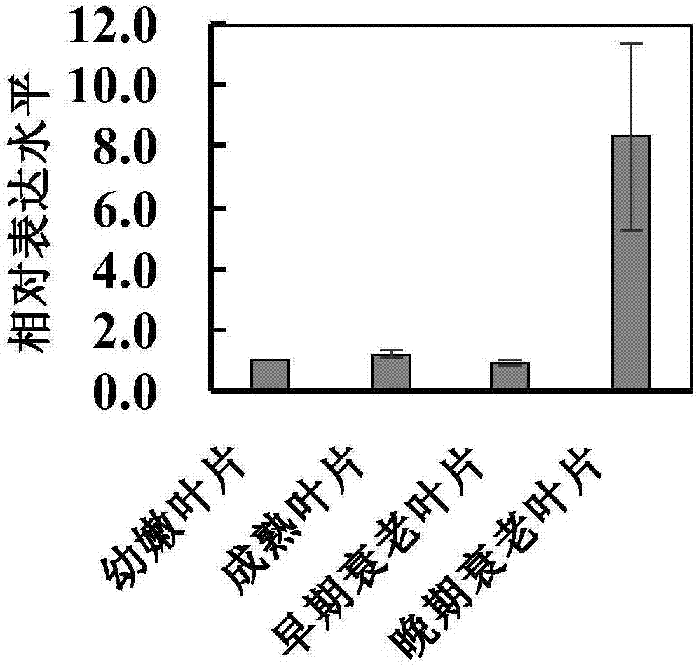 一种甘蓝型油菜与拟南芥中NAC87转录因子基因及其应用的制作方法与工艺