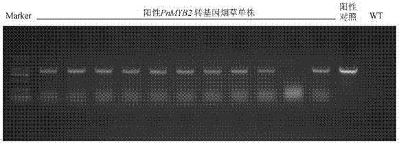 三七MYB转录因子基因PnMYB2及其应用的制作方法与工艺