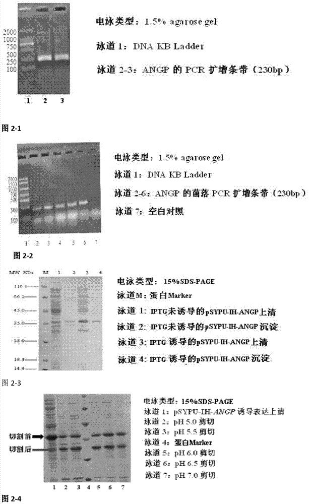 一种高效获得重组蛋白的大肠埃希菌可溶性表达载体的制作方法与工艺