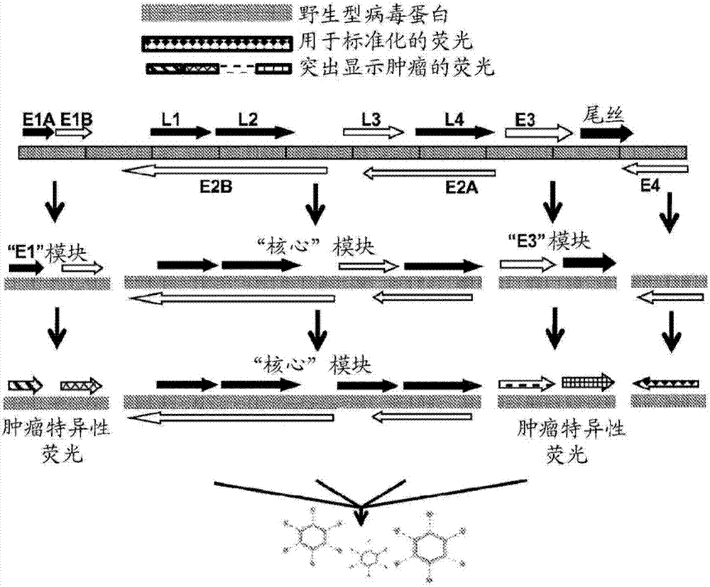 腺病毒肿瘤诊断法的制作方法与工艺