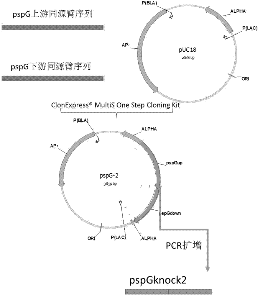 利用pspG基因缺失菌株通过发酵生产L‑氨基酸的方法与流程