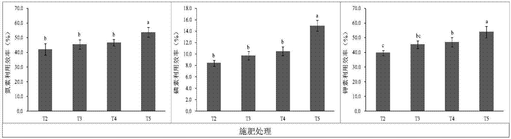 一種化肥在冬萵筍減施增效中的應(yīng)用的制作方法與工藝