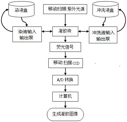 一種凝膠染色掃描成像裝置及其染色成像方法與流程