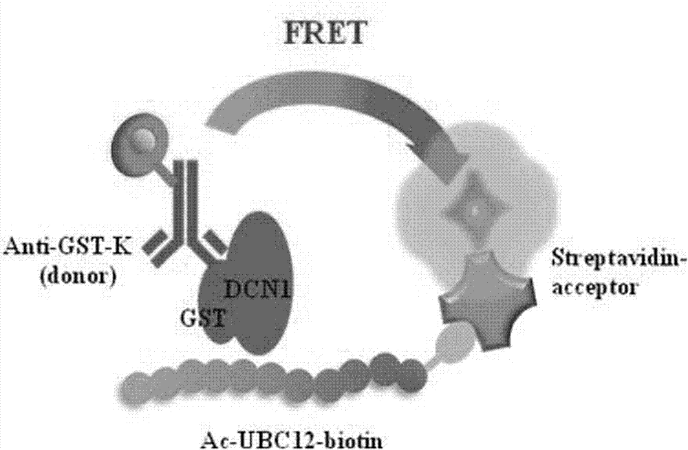 利用HTRF技術(shù)篩選UBC12/Dcn1小分子抑制劑的方法與流程