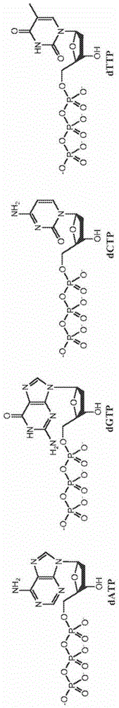 使用經(jīng)修飾的核苷酸和納米孔檢測(cè)的DNA邊合成邊測(cè)序的制作方法與工藝