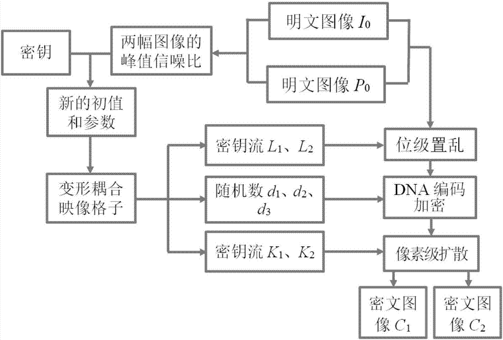 基于DNA序列運算和變形耦合映像格子的雙彩色圖像加密方法與流程