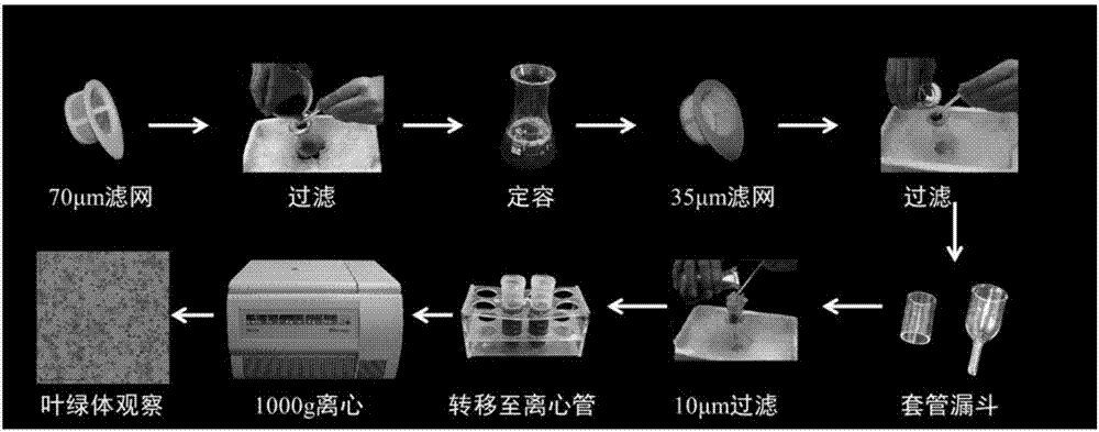 一種同步分離高純度植物葉綠體和線粒體的方法與流程