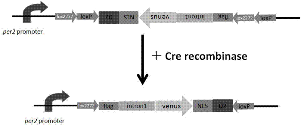 一種在體實(shí)時(shí)長(zhǎng)時(shí)間連續(xù)記錄基因轉(zhuǎn)錄活性的方法和裝置與流程