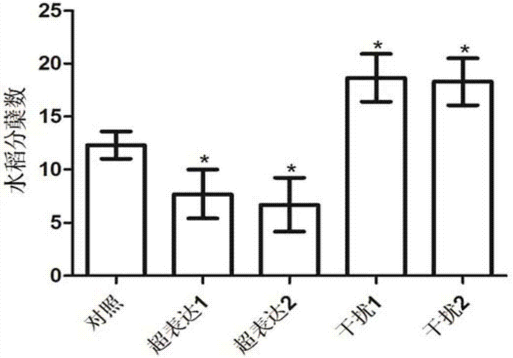 氮運輸基因OsNPF7.4在水稻選育中的應用的制作方法與工藝