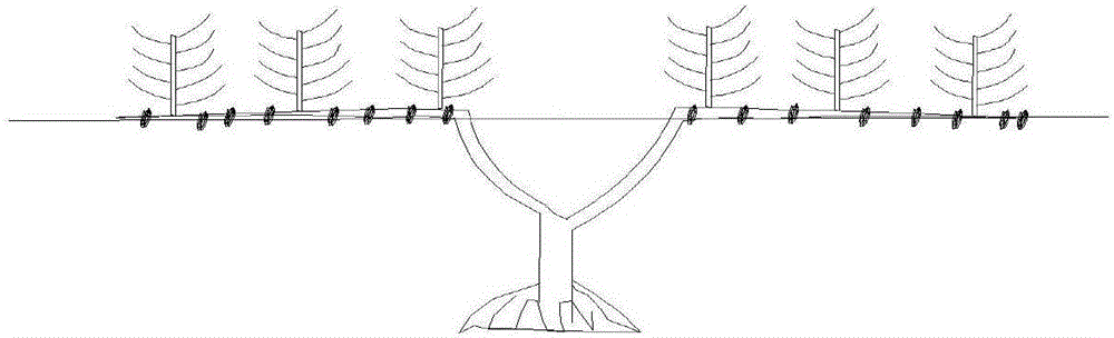 一种水平直线养拳栽培大棚果桑的方法与流程