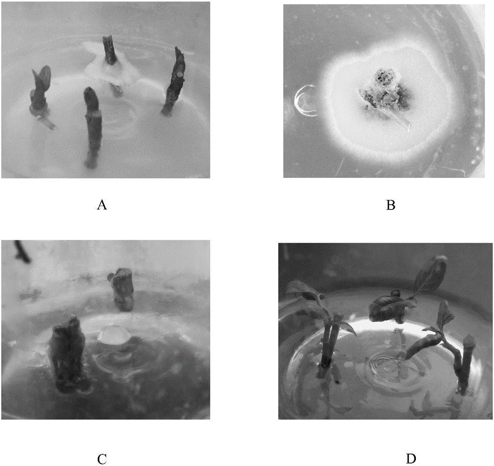 一种培养表面多脂植物外植体的方法与流程