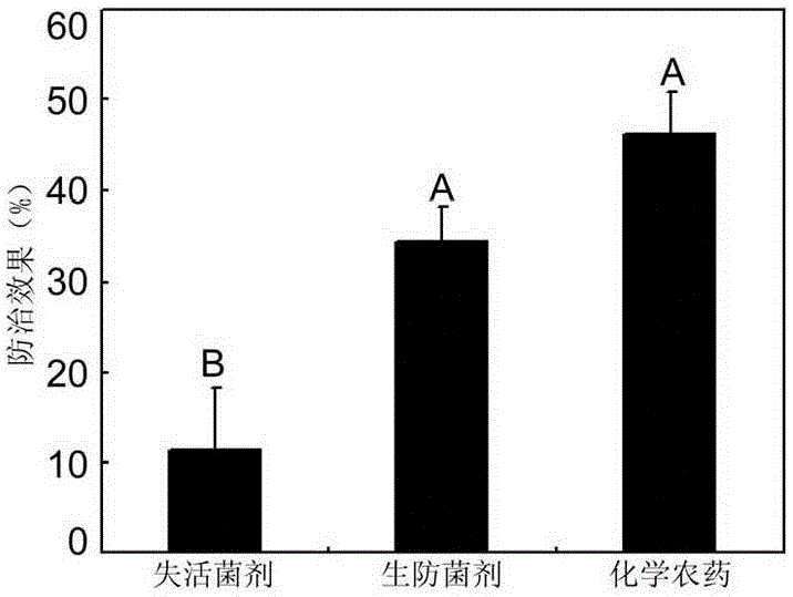 沼澤紅假單胞菌生防菌劑在防控稻瘟病中的應(yīng)用的制作方法與工藝