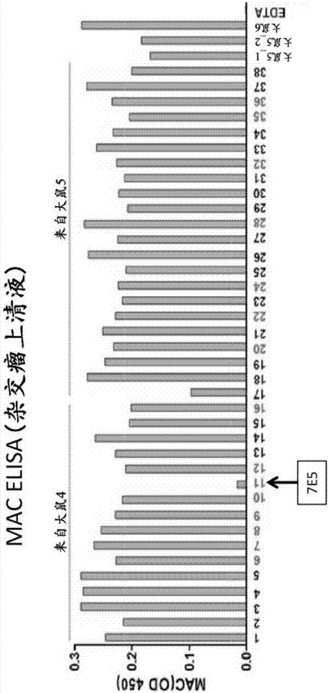 結合人C6的抗體及其用途的制作方法與工藝