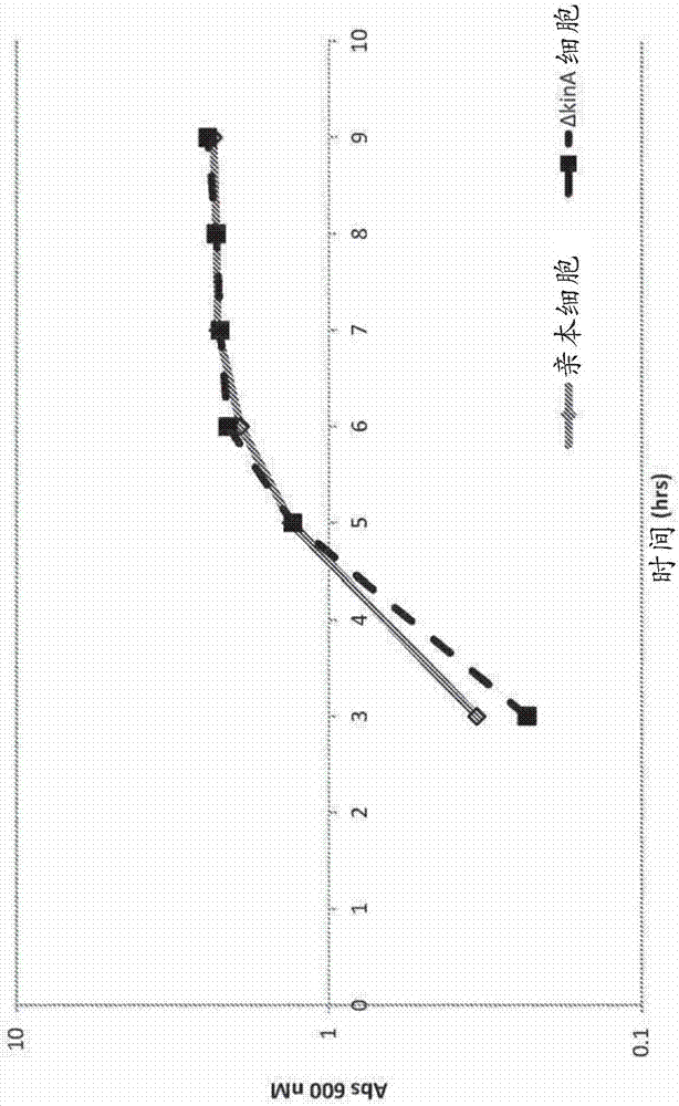 增強(qiáng)的蛋白質(zhì)表達(dá)的制作方法與工藝