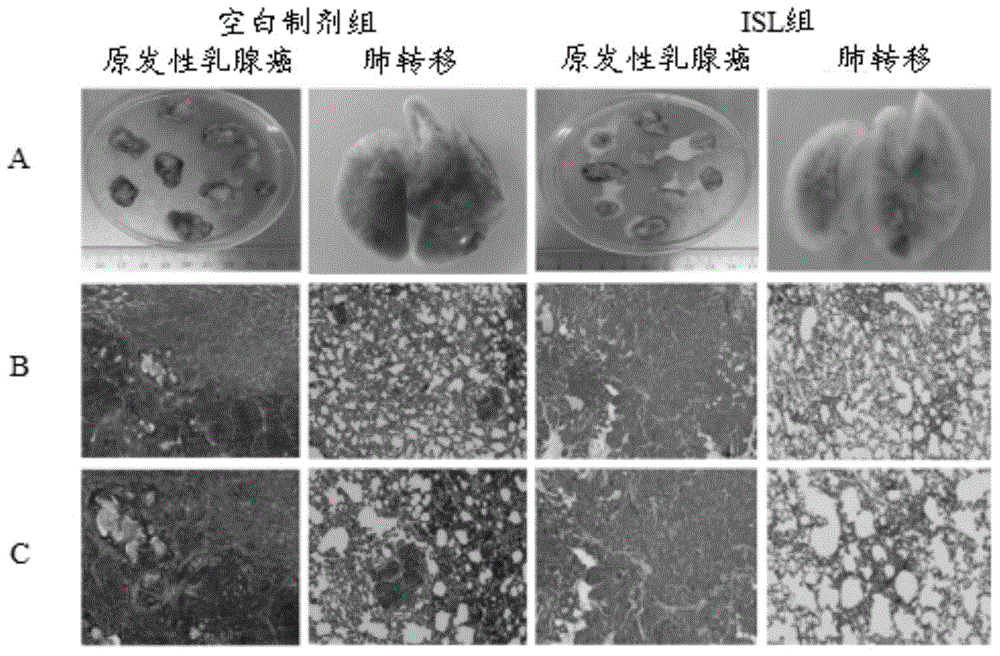 一種預(yù)防或治療乳腺癌的外用制劑的制作方法與工藝