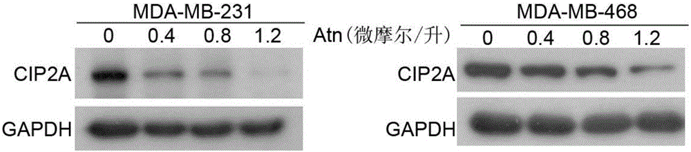 一種蛋白磷酸酶2A癌性抑制因子抑制劑及其制備方法與流程