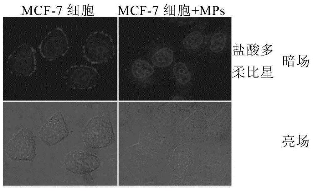 一種腫瘤化療藥物制劑組合的制作方法與工藝