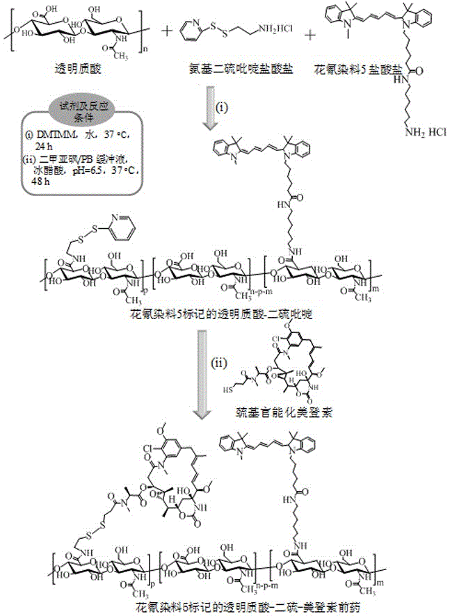 透明質(zhì)酸衍生化的美登素前藥、其制備方法與在制備腫瘤靶向治療藥物中的應(yīng)用與流程