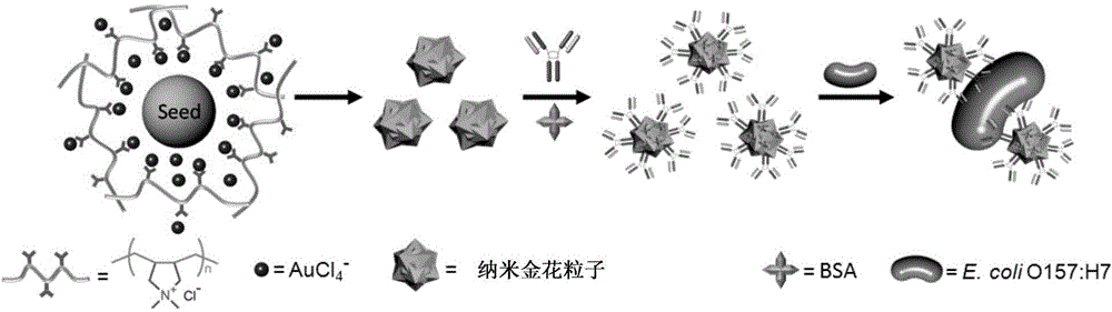 多級(jí)納米金花、其制備方法及應(yīng)用與流程