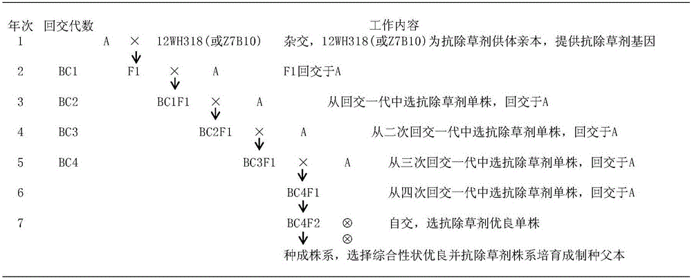 基于除草剂抗性的油菜杂交种制种方法及其应用与流程