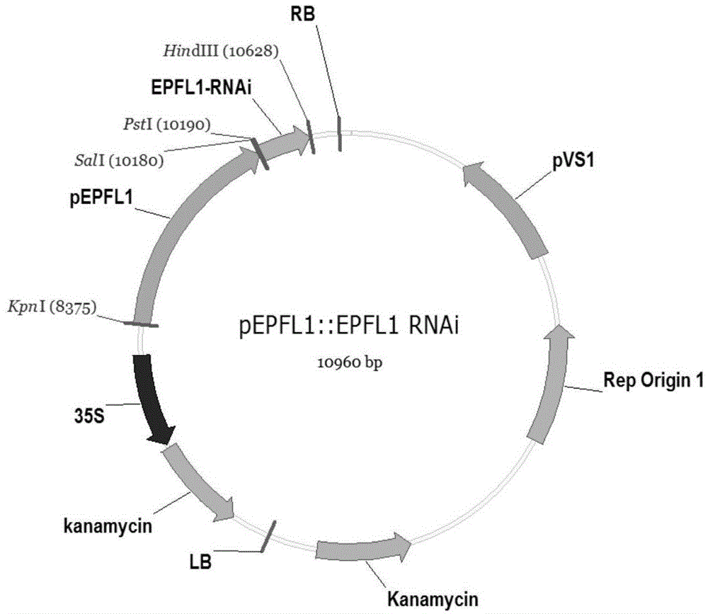 EPFL1蛋白及其編碼基因在植物育性中的應用的制作方法與工藝