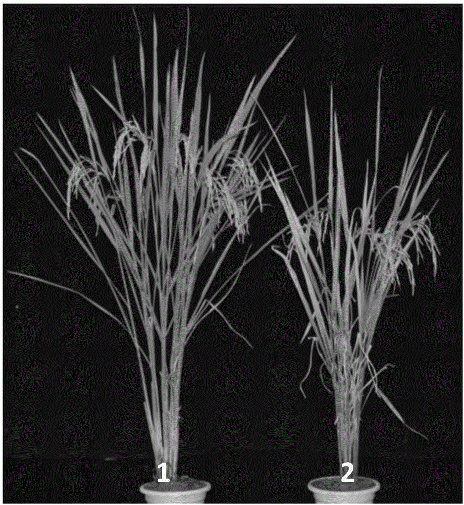 一种控制水稻叶片衰老的基因及其编码的蛋白质的制作方法与工艺