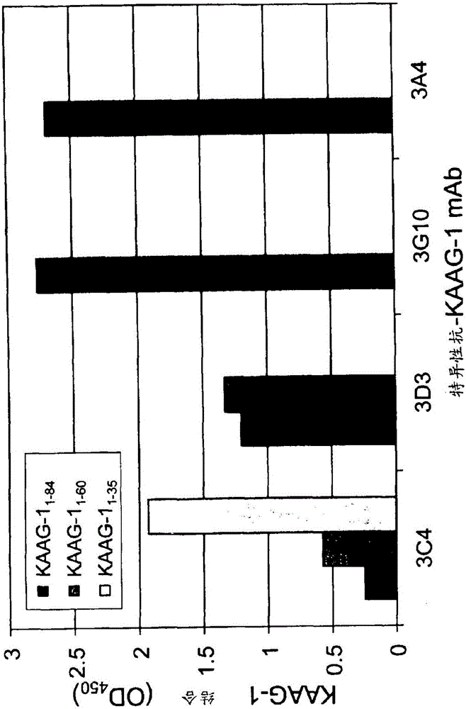 针对肾相关抗原1的抗体及其抗原结合片段的制作方法与工艺