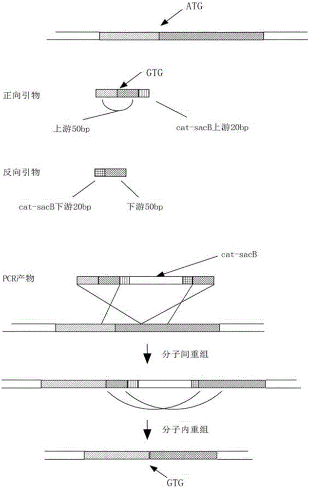 一种高产丙酮酸的大肠杆菌基因工程菌及其构建方法和应用与流程