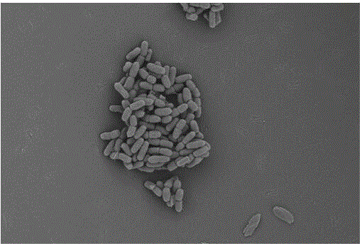 一种可活化土壤中重金属镉的蜡样芽孢杆菌（Bacillus cereus）TH‑35及其应用的制作方法与工艺