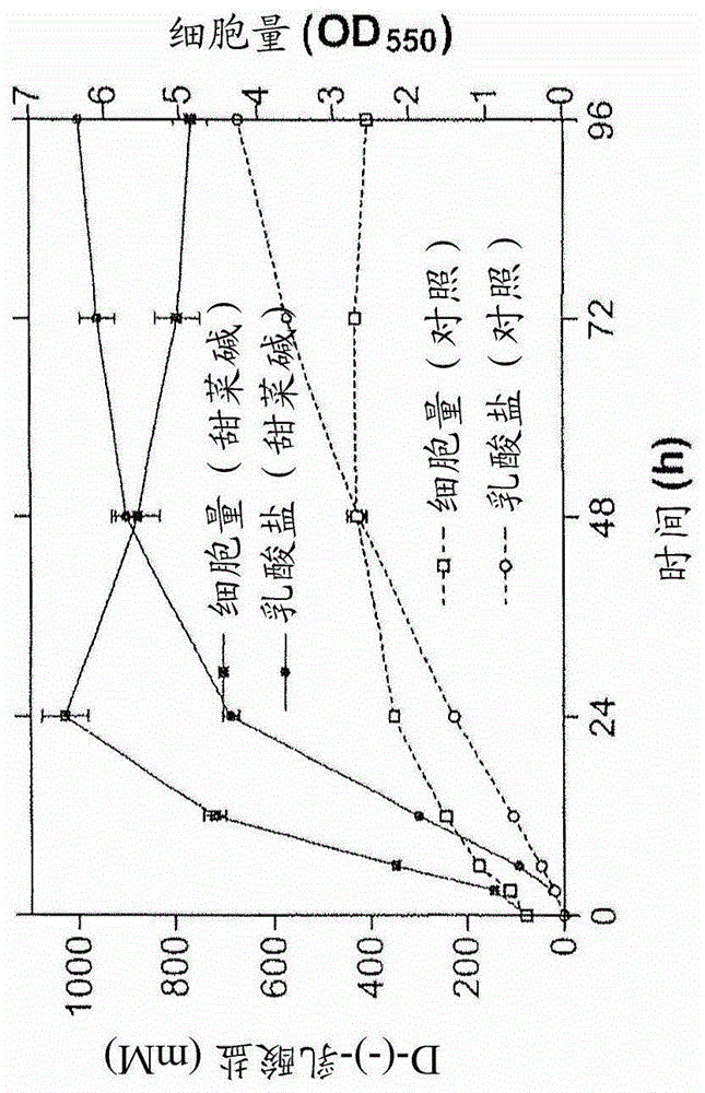 用于高效乳酸生产的材料和方法与流程