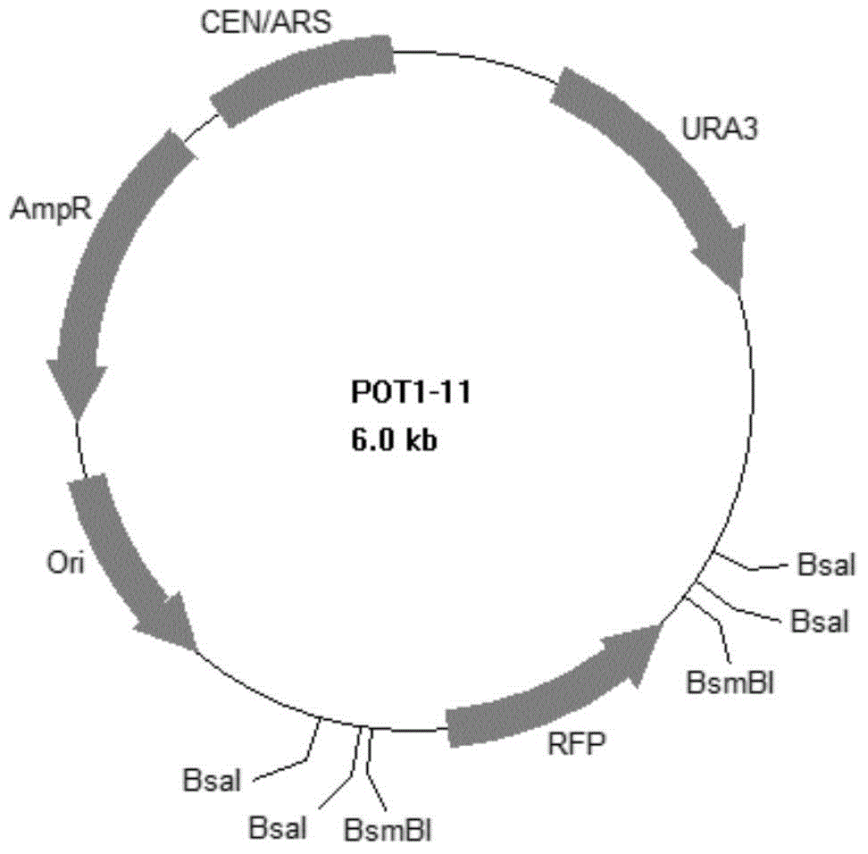 標(biāo)準(zhǔn)化生物元件的設(shè)計(jì)和構(gòu)建方法及其應(yīng)用與流程