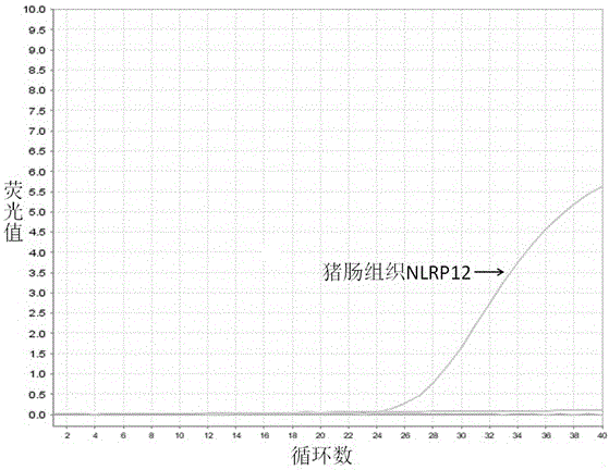 一种检测猪NLRP12的核苷酸序列及应用的制作方法与工艺