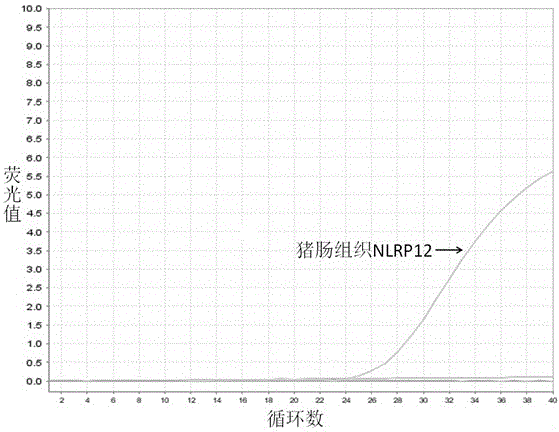 一種檢測(cè)豬NLRP12的核苷酸序列及應(yīng)用的制作方法與工藝