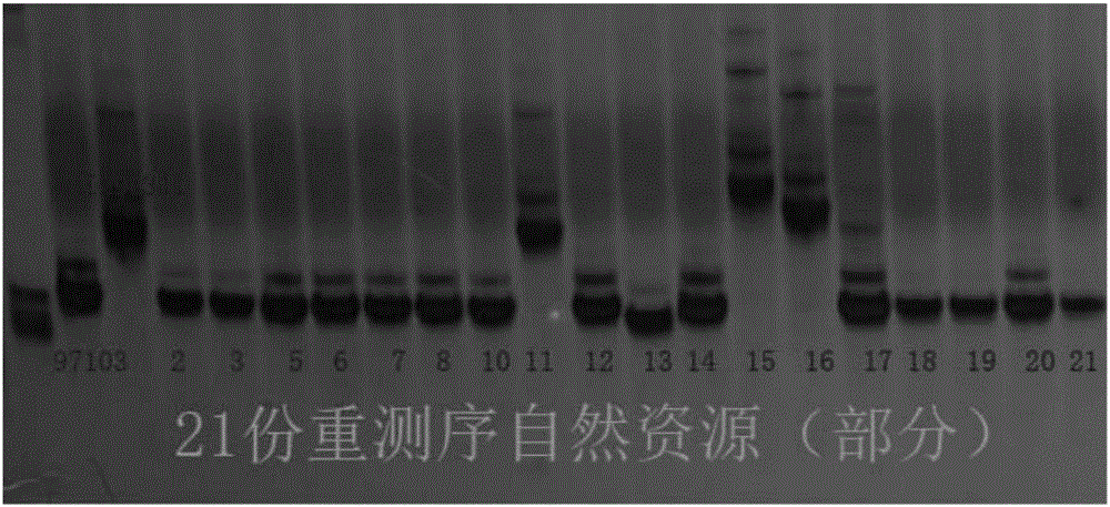 一种与西瓜果肉硬度相关的分子标记Hf1‑Indel及其应用的制作方法与工艺