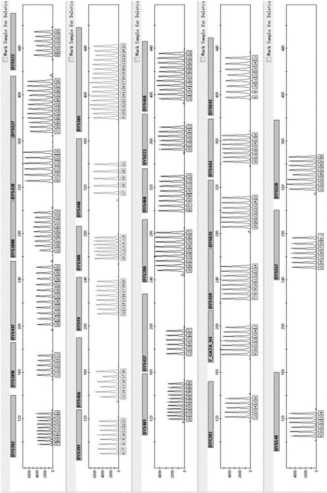 人类Y染色体30个STR基因座的荧光标记复合扩增试剂盒及其应用的制作方法与工艺