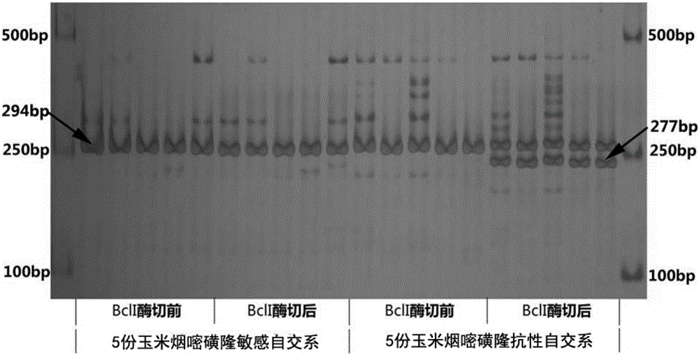 一种玉米烟嘧磺隆抗感分子标记及其应用的制作方法与工艺