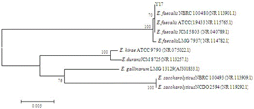 一株糞腸球菌Y17及其篩選培養(yǎng)與應用的制作方法與工藝
