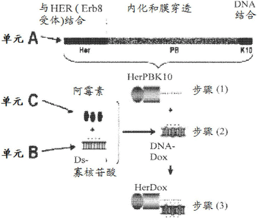 用HER3靶向纳米粒子靶向曲妥珠单抗抗性HER2+乳腺癌的制作方法与工艺